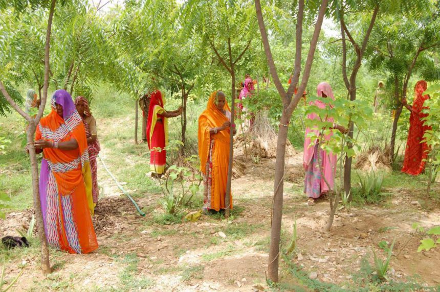 Aldeia indiana comemora cada nascimento de meninas com plantio de 111 árvores
