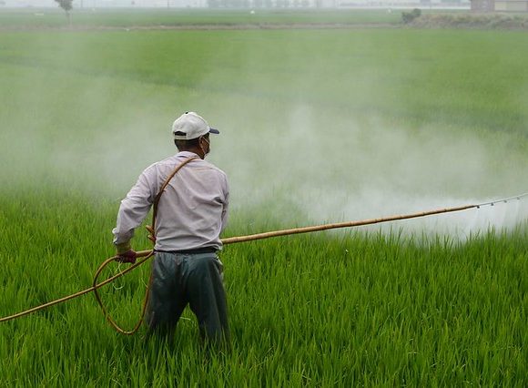 Anvisa aponta que mais da metade dos vegetais está contaminada com veneno no Brasil