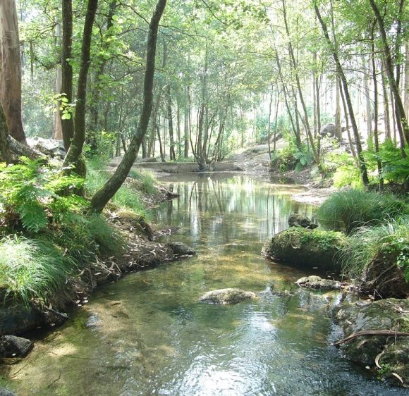 Contribuição do verde para a qualidade da água